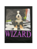 FREDDI  WIZARD - FREDDI T- SHIRT